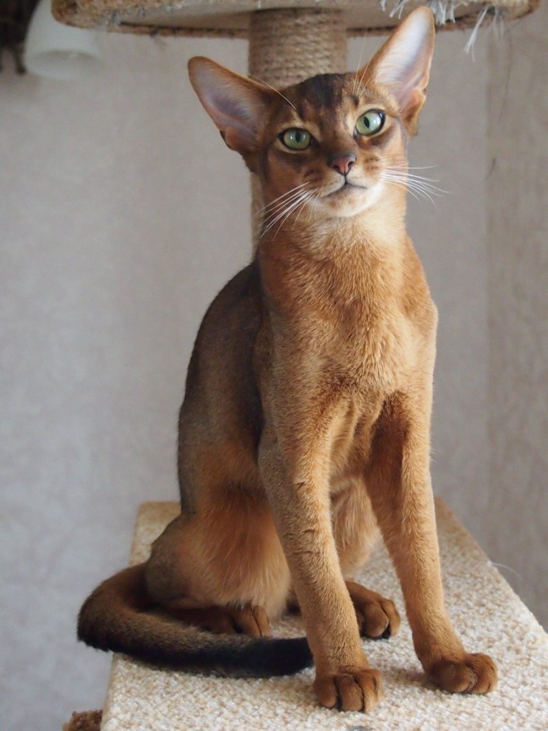 Абиссинец кот