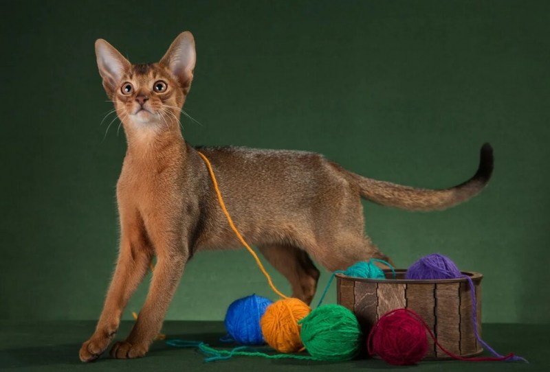 Котенок абиссинец