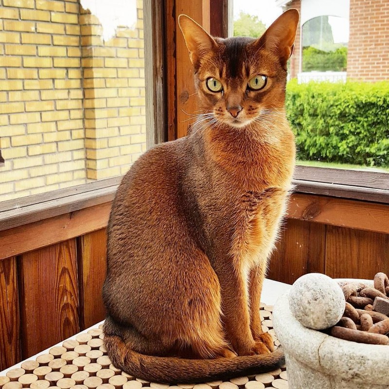 Кошка АББ Абиссинская