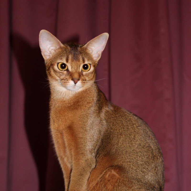 Кошка Египетская абиссинец
