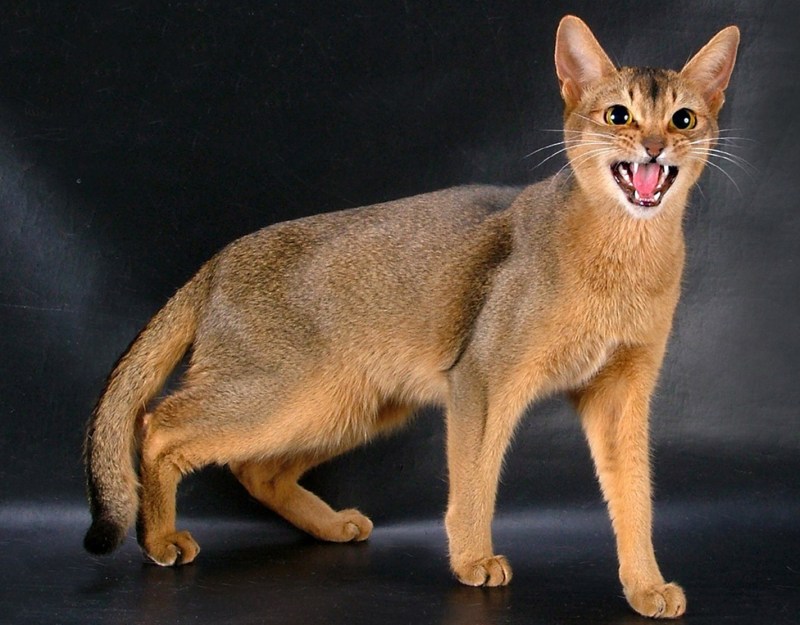 Абиссинская кошка