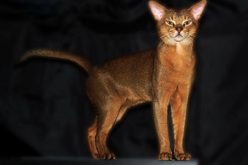Абиссинская кошка