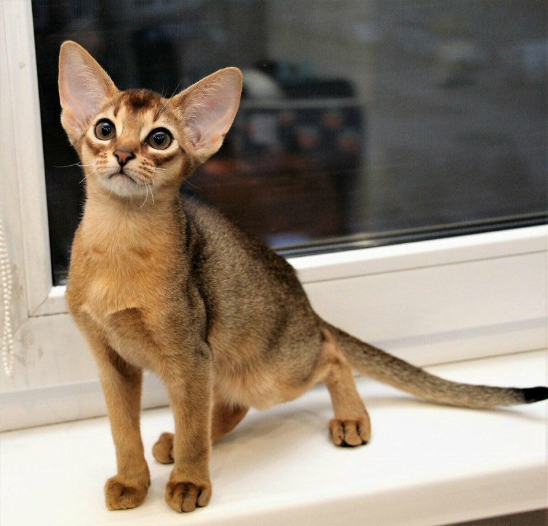 Кот породы абиссинец