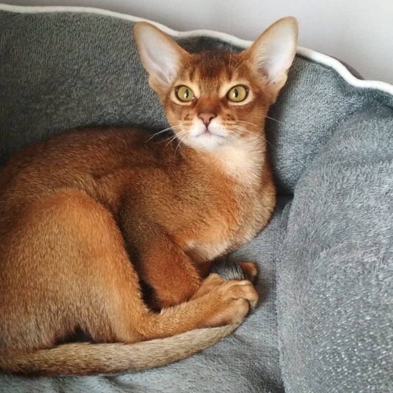 Абиссинская кошка