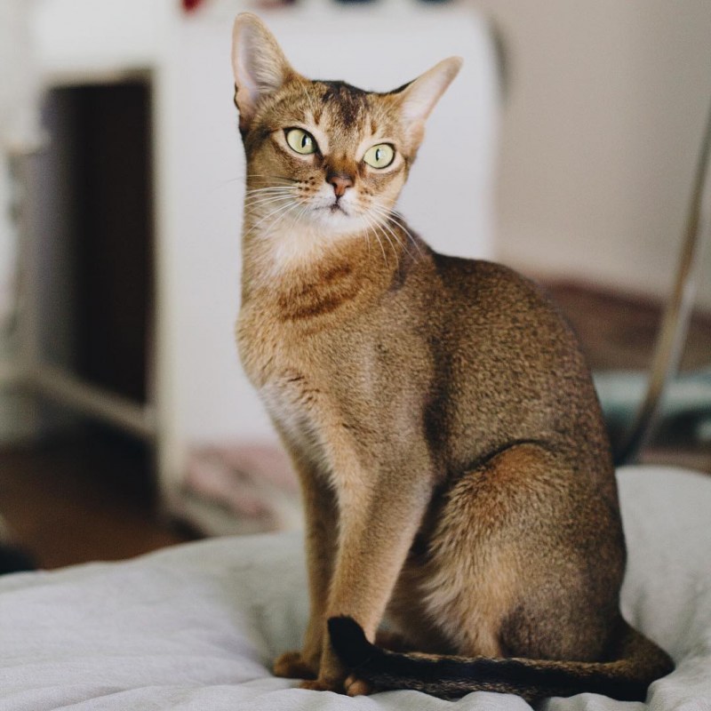 Абиссинская Абиссинская кошка