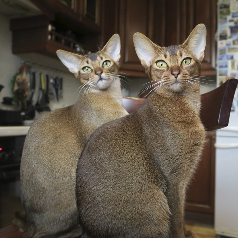 Абиссинская Саванна кошка