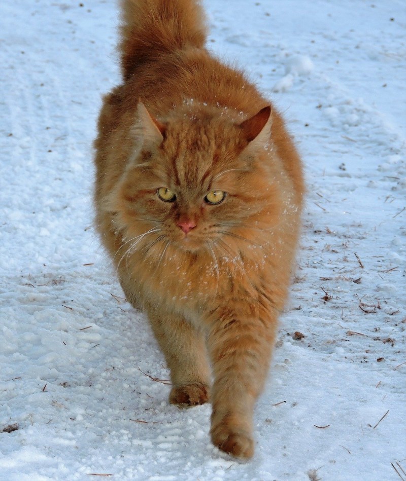 Сибирская Лесная кошка рыжая