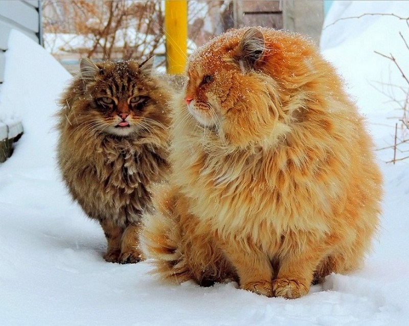 Норвежский Лесной кот рыжий