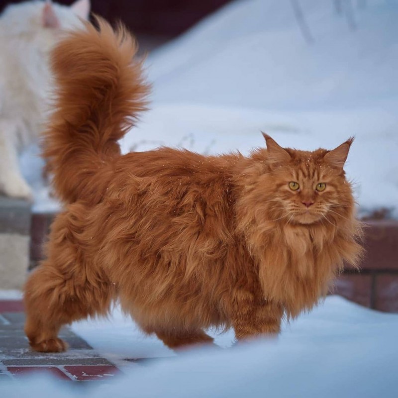 Рыжий длинношерстный Сибирский кот