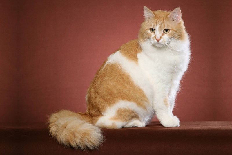 Сибирская кошка рыжая короткошерстная