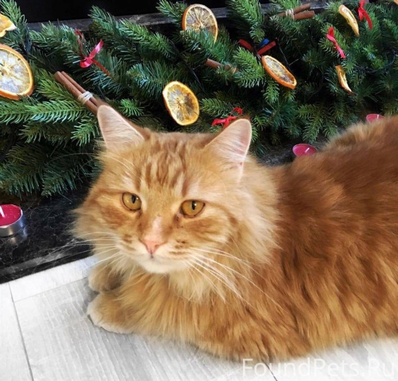 Клички для рыжих котов