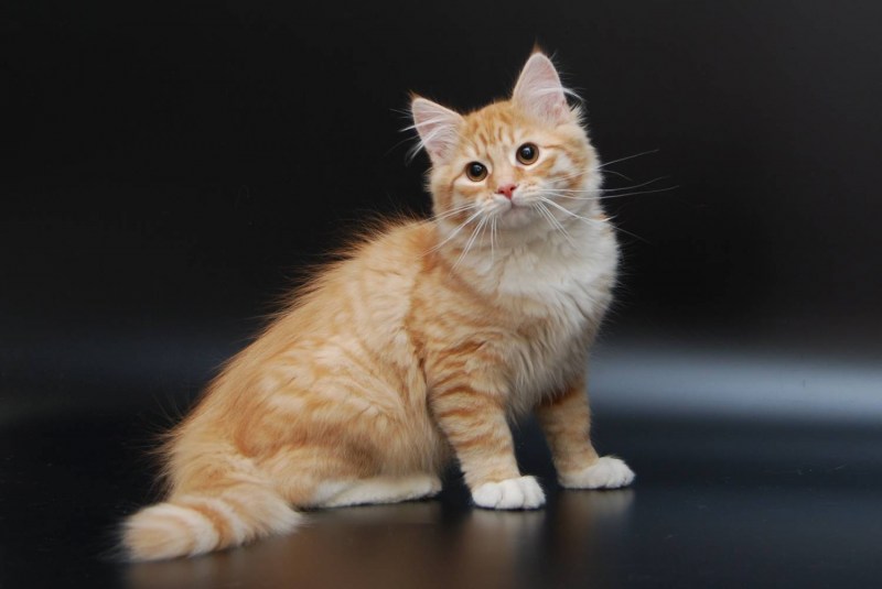Коты Аллы Лебедевой Кошляндия
