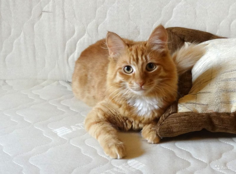 Сибирские котята в Ижевске