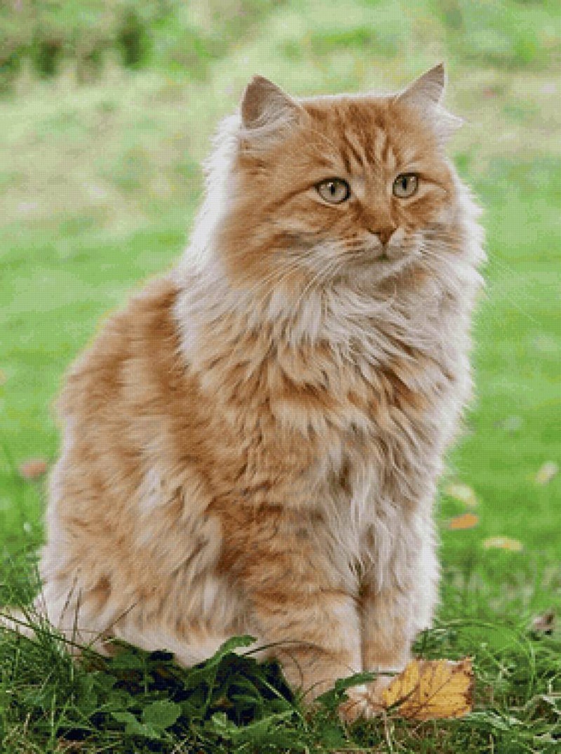 Сибирские коты рыжие