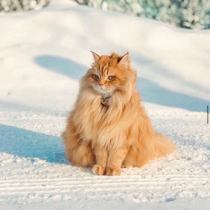 Сибирская Лесная кошка рыжая