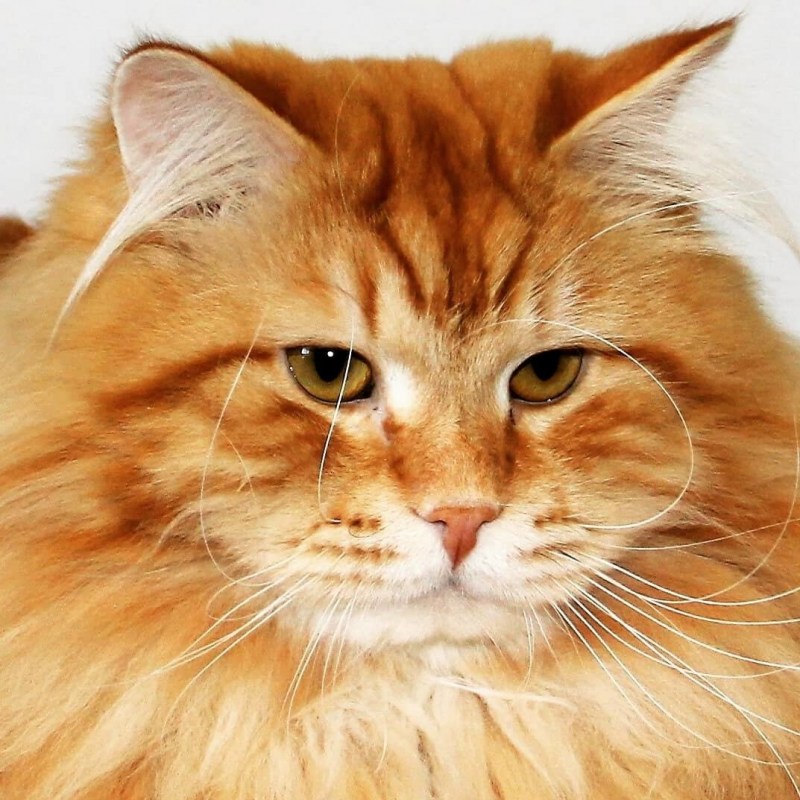 Сибирские коты рыжие
