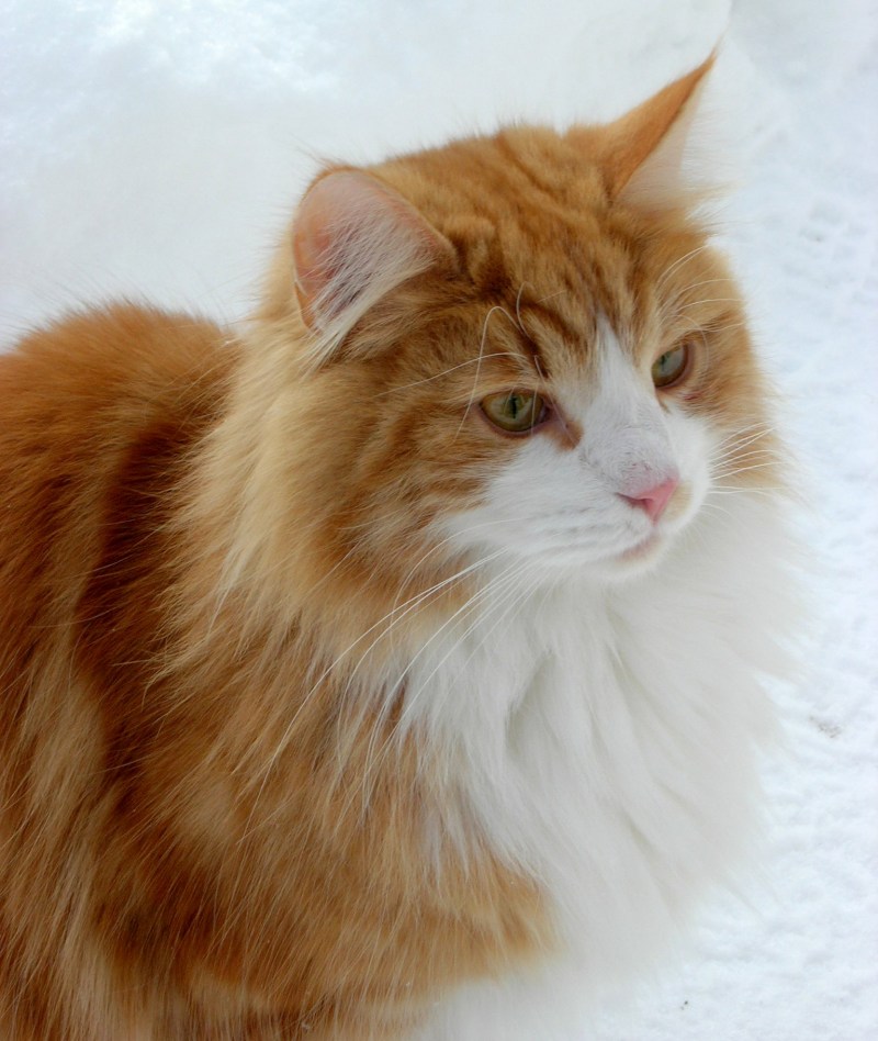 Норвежский Лесной Кимрик