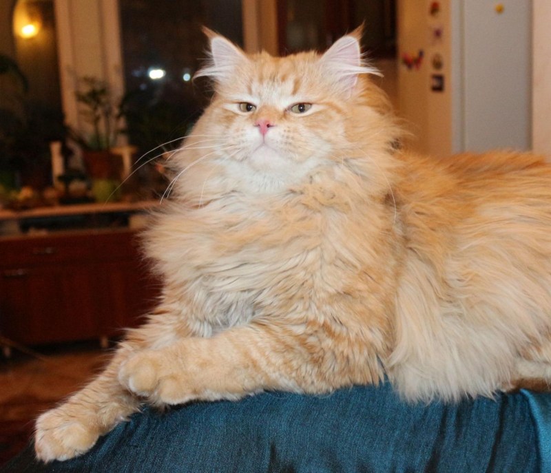 Сибирский кот рыжий