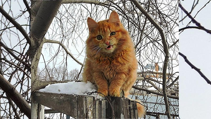 Алла Лебедева Кошляндия