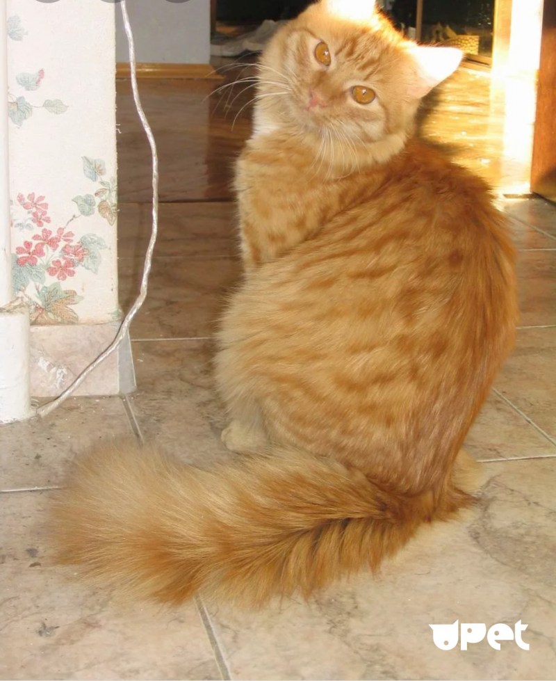 Сибирский кот рыжий