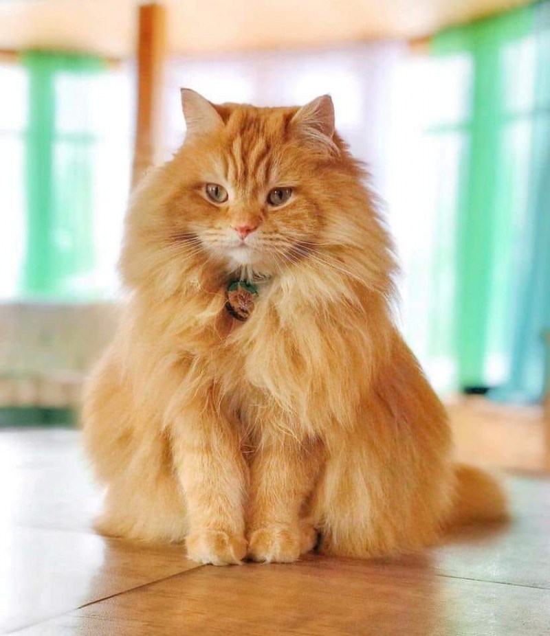 Бийский кот рыжий и