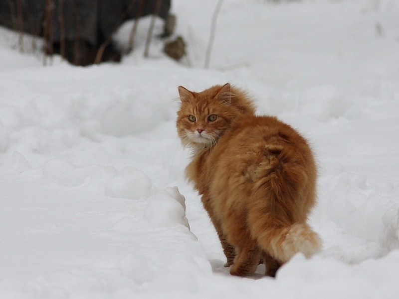 Сибирская кошка рыжая