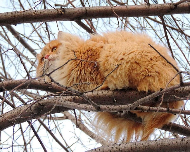 Сибирская кошка рыжая