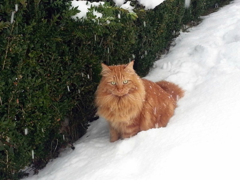16 Лет коту