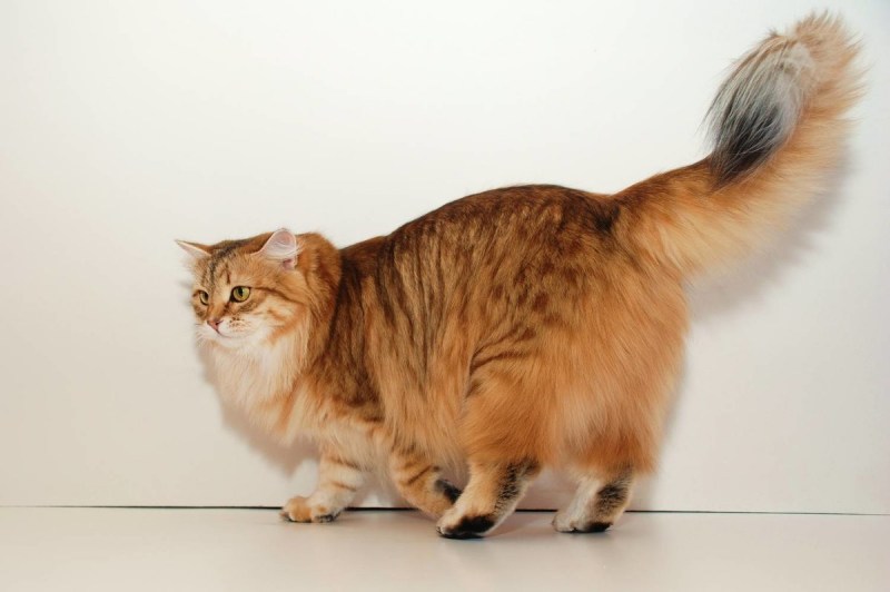 Сибирский кот короткошерстный рыжий
