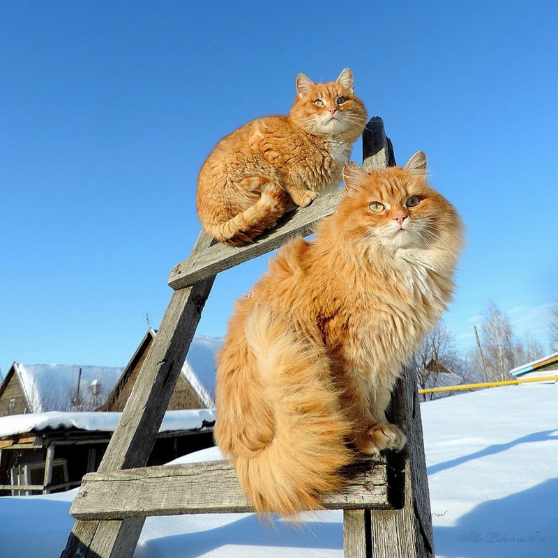Алла Лебедева Кошляндия