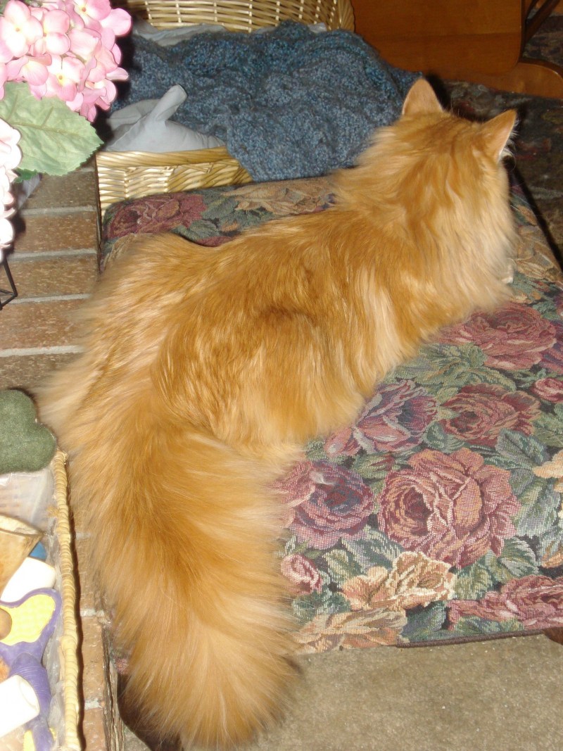 Алла Лебедева Кошляндия