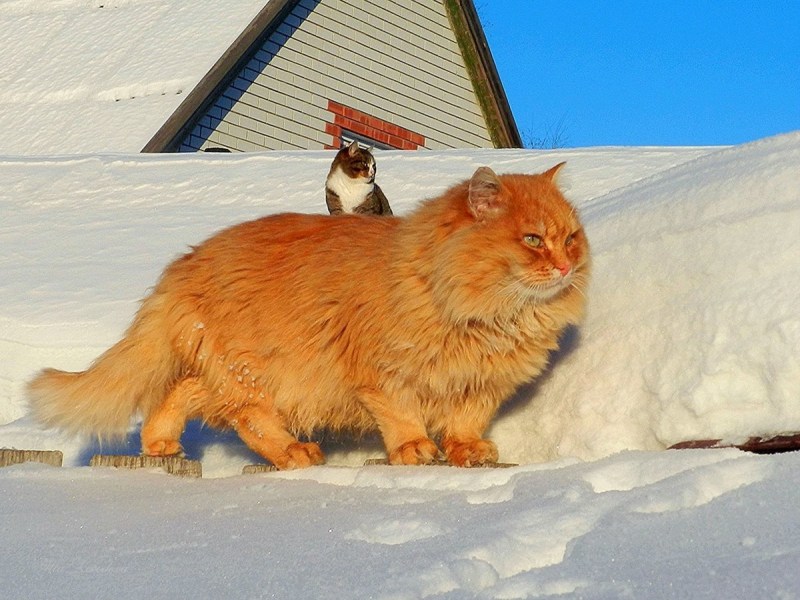 Сибирская кошка рыжая злая