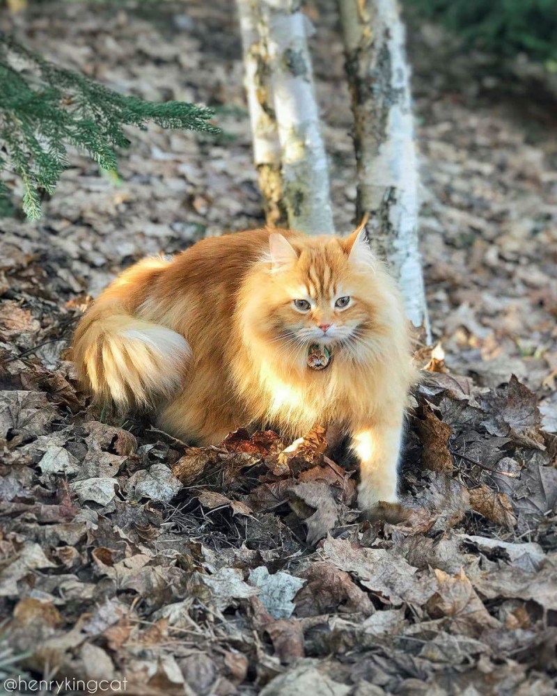 Сибирская кошка рыжая