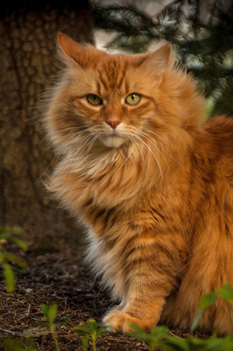 Норвежская Лесная кошка рыжая