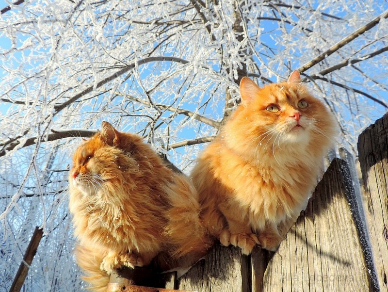 Сибирский Лесной кот рыжий