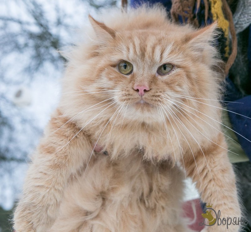 Сибирский кот рыжий