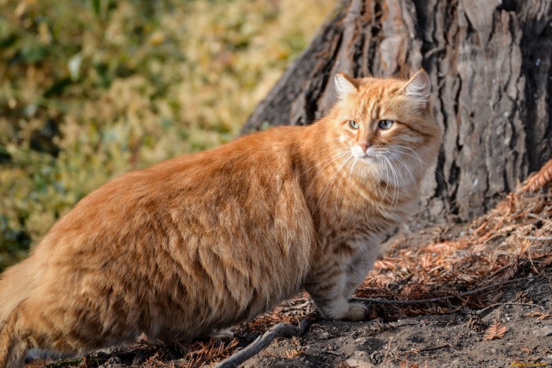 Сибирский кот рыжий
