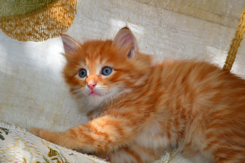 Рыжие сибиряки котята