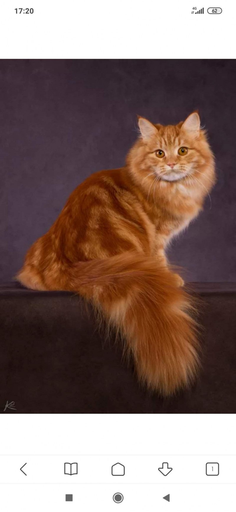 Сибирская кошка палевая