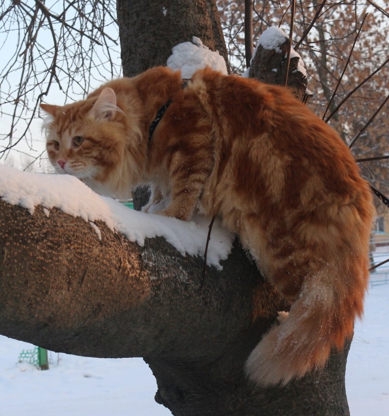 Сибирский кот рыжий большой