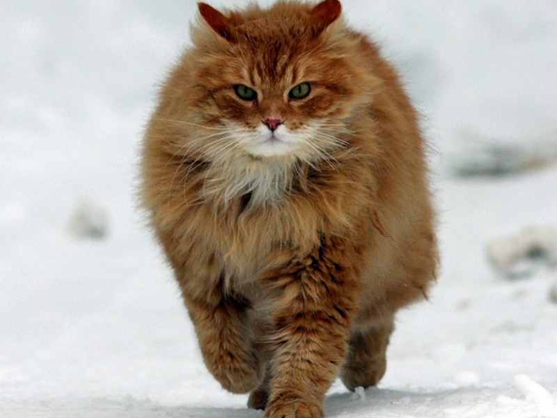 Норвежская Лесная кошка рыжая