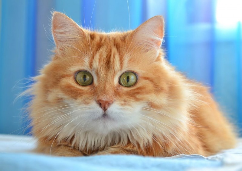 Сибирские коты рыжие