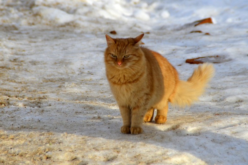 Рыжий кот Степан