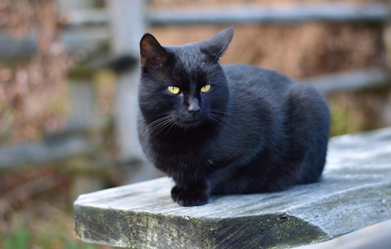 Черные коты