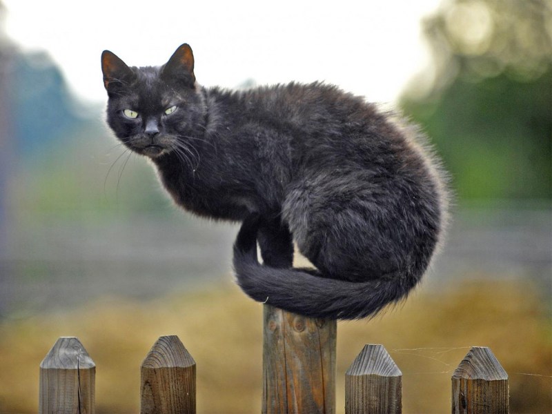 Кот на заборе