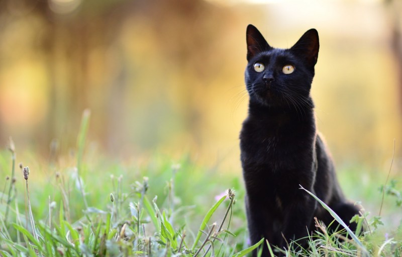 Черный котик сидит