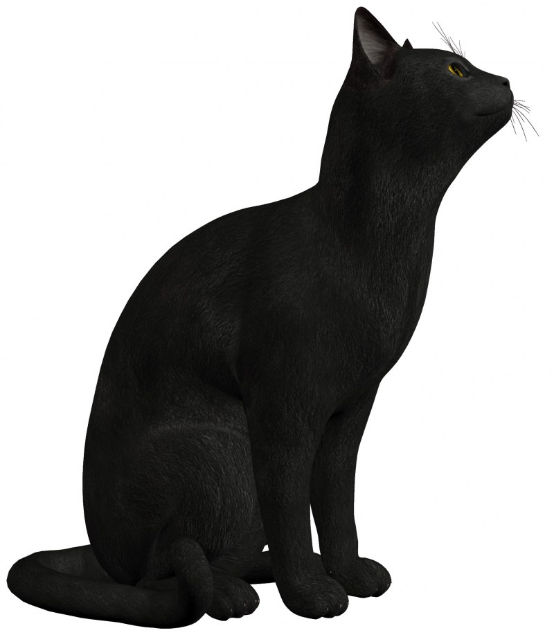 Черная кошка
