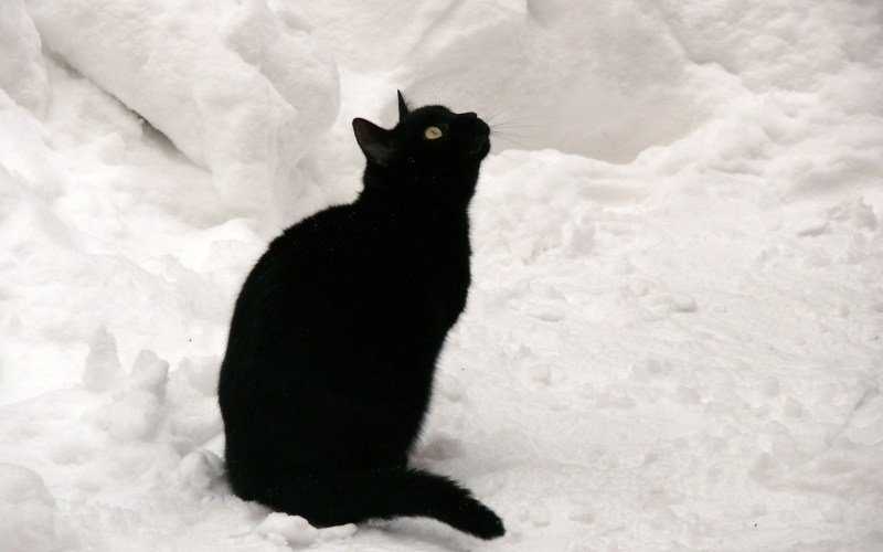 Черная кошка в снегу