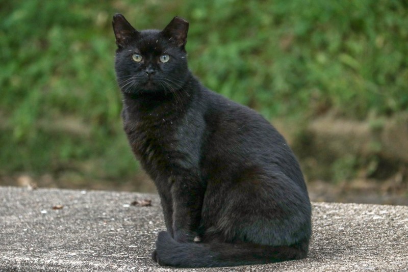 Черные кошки домашние