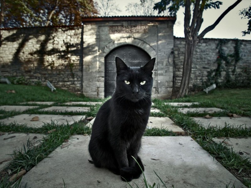 Дворовый чёрный кот